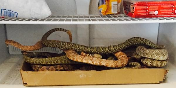 snakes-in-freezer