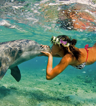 Become A Real-Life Mermaid: Swim With The Dolphins Off The Coast of Hawaii’s Big Island