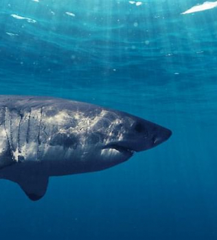 Face Your Fears Head On! Go Cage Diving With With Gigantic Great Whites Off Mexico’s Guadalupe Island…